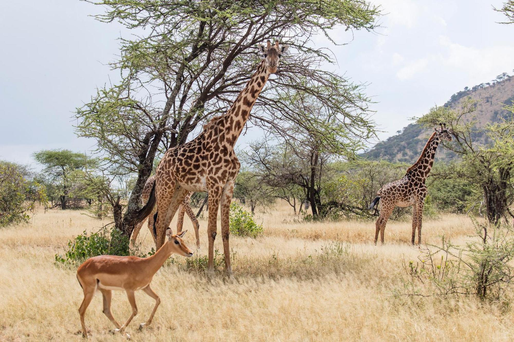 Meliá Serengeti Lodge Member of Meliá Collection Exterior foto